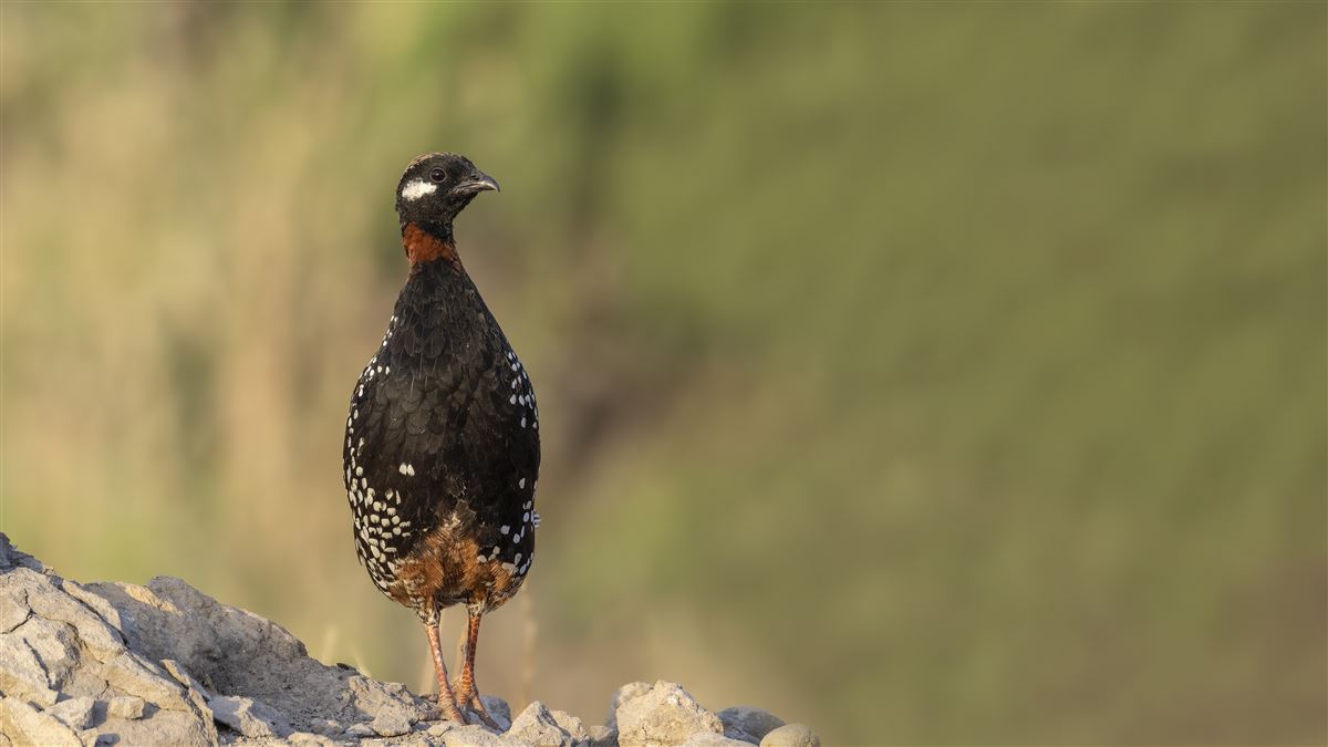 Black Francolin
