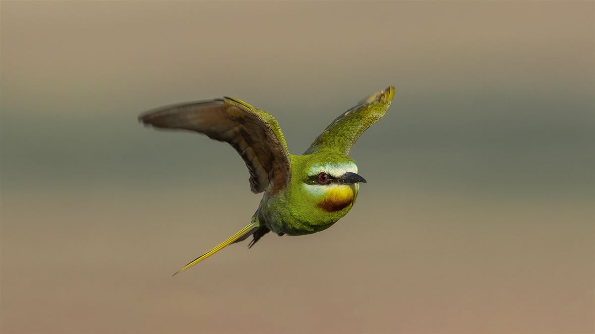 Blue-cheeked Bee-eater