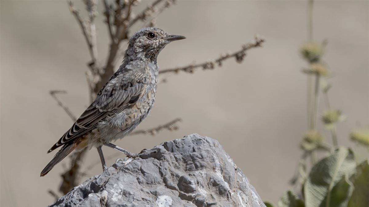 Common Rock Thrush