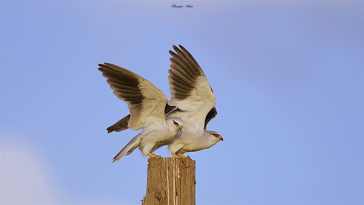 Black-winged Kite