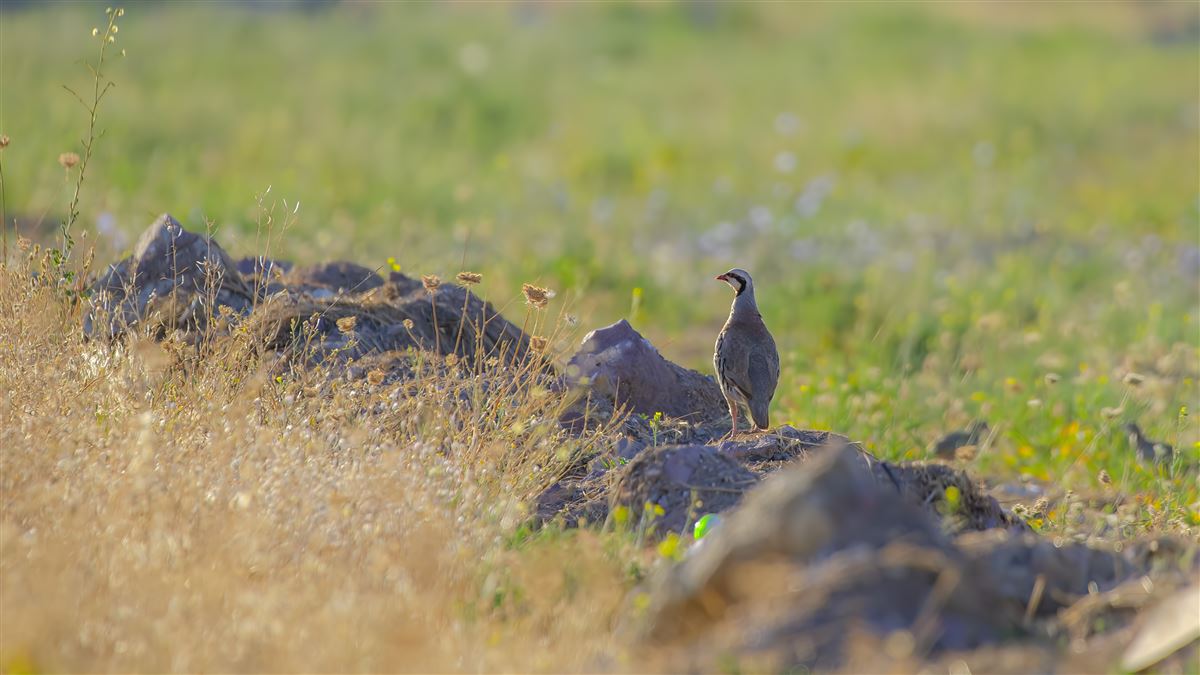 Chukar Partridge