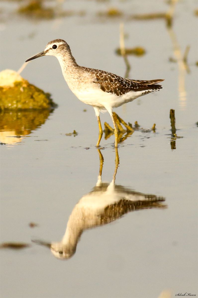 Wood Sandpiper