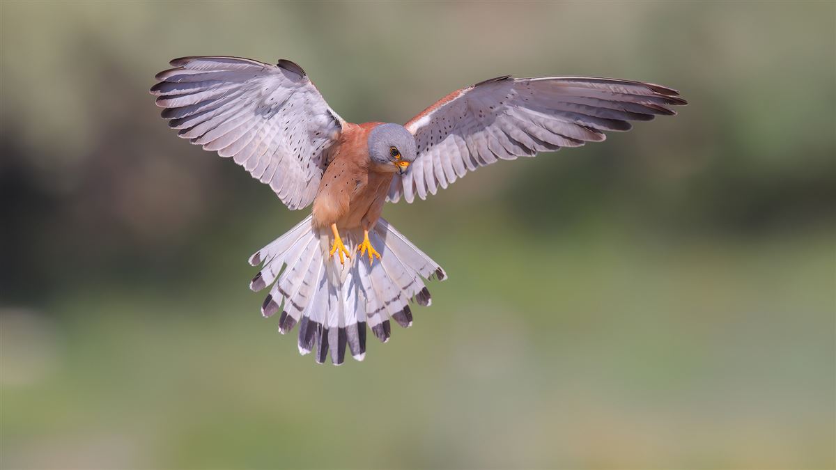 Lesser Kestrel