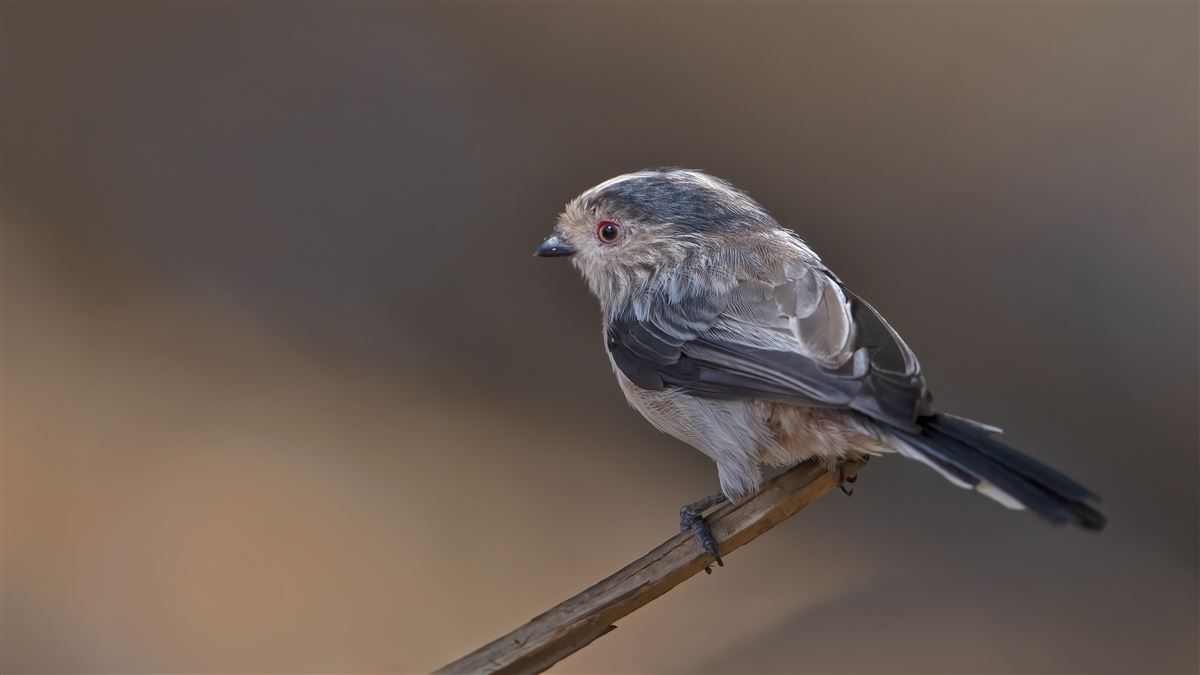Long-tailed Tit