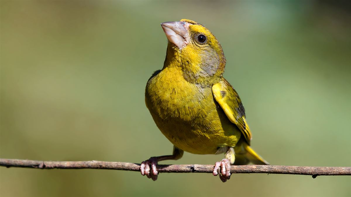 European Greenfinch