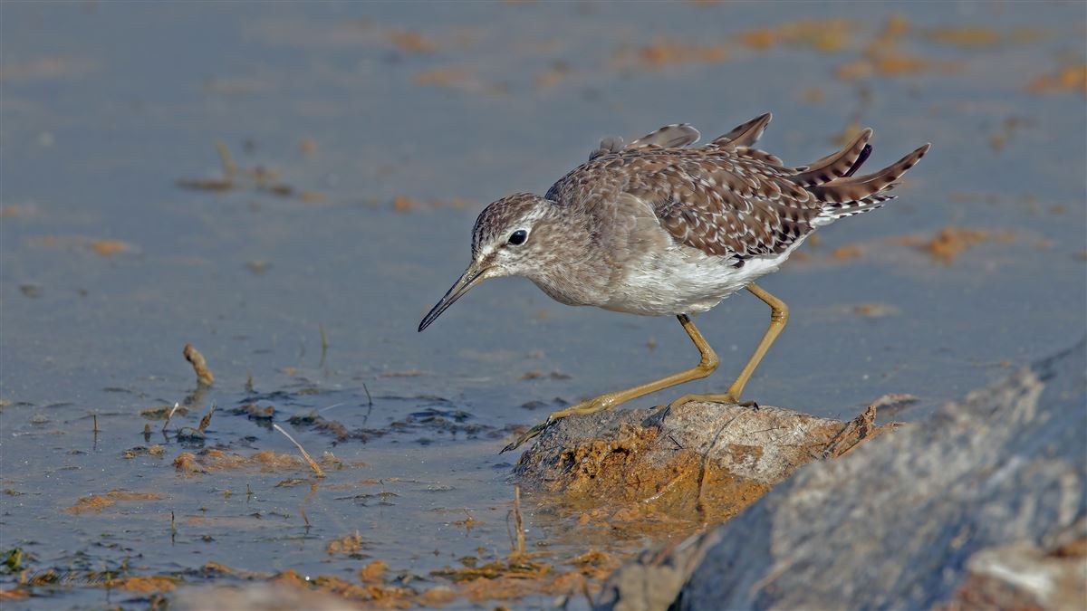 Wood Sandpiper