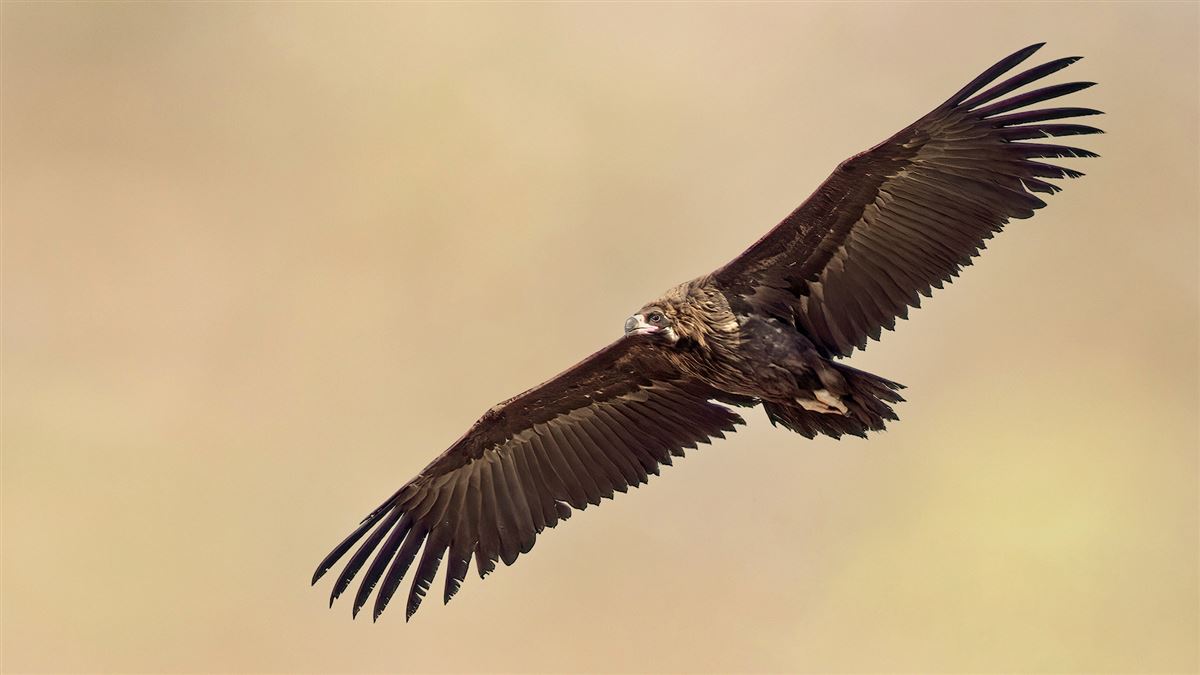 Cinereous Vulture