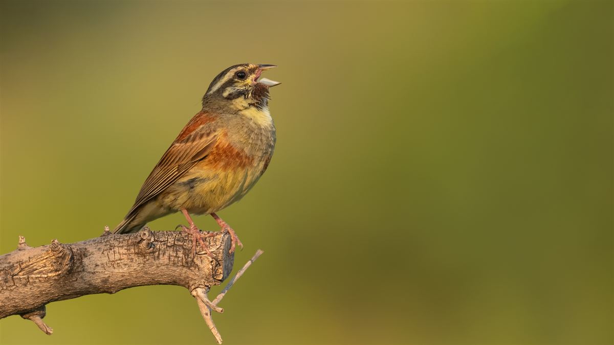 Cirl Bunting