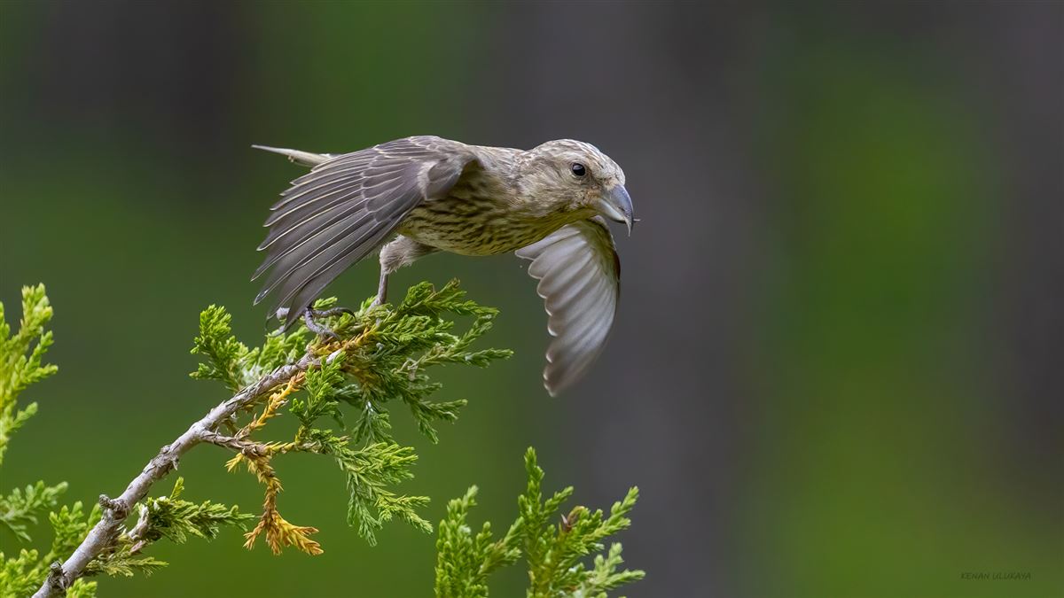 Red Crossbill
