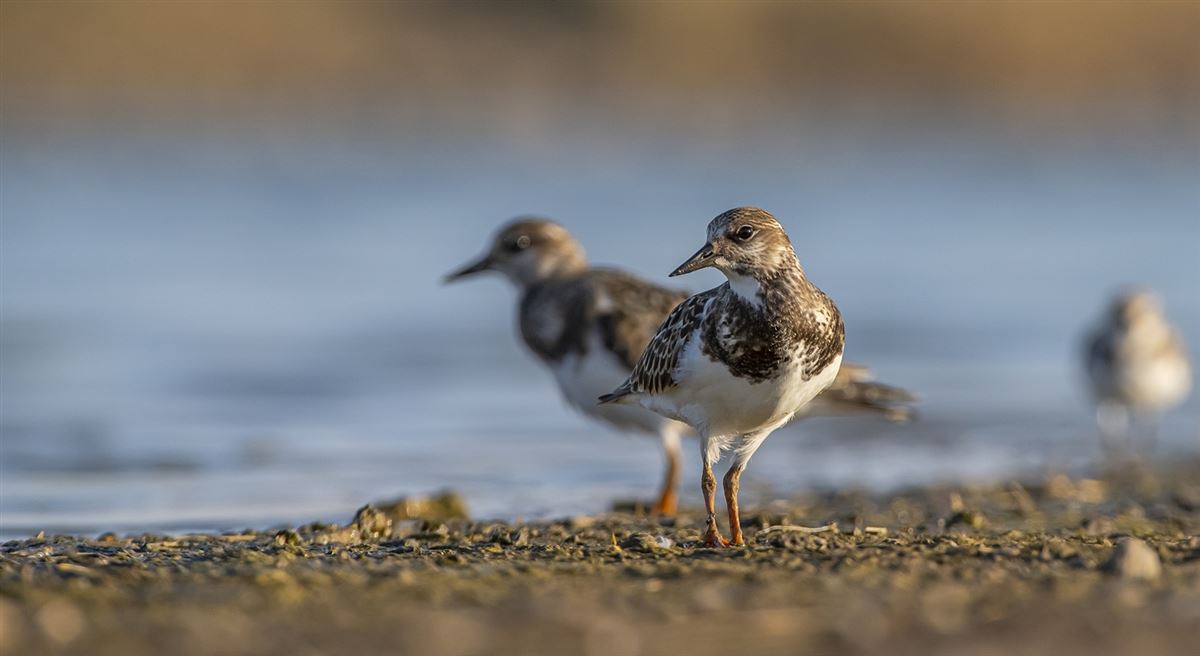 Ruddy Turnstone