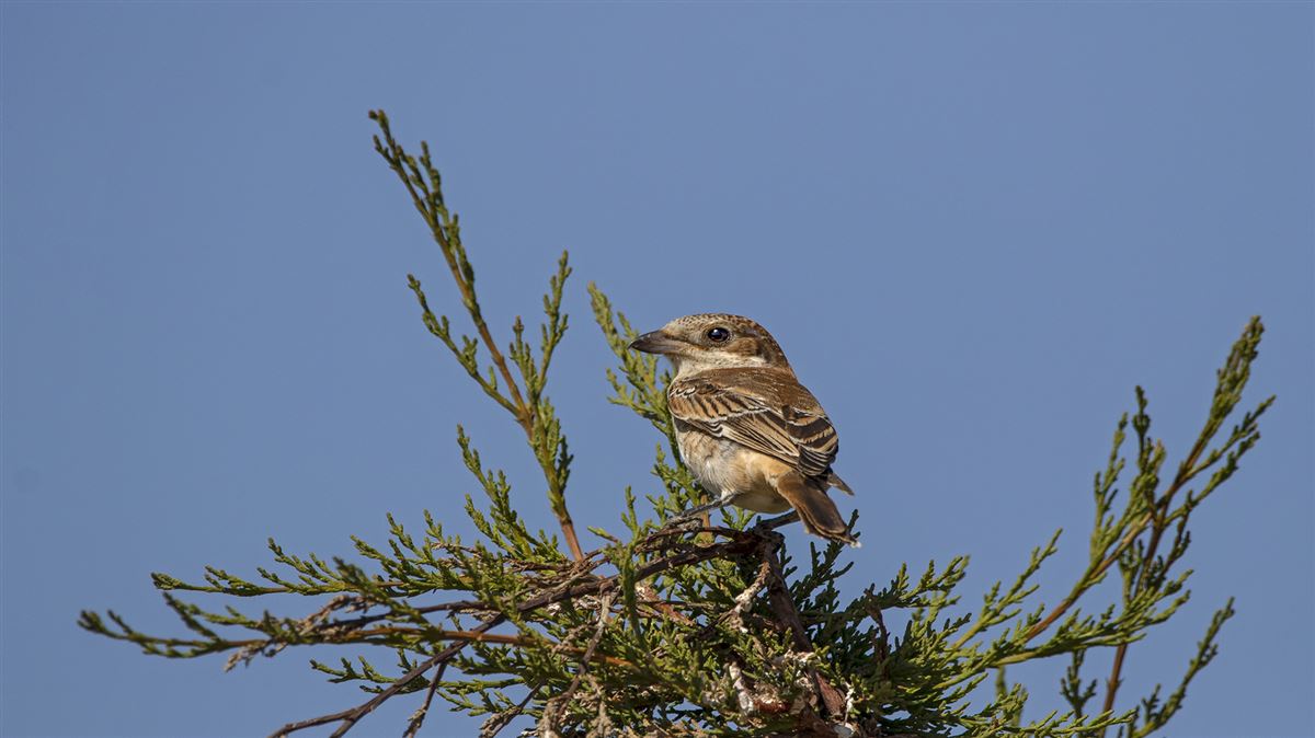 Woodchat Shrike