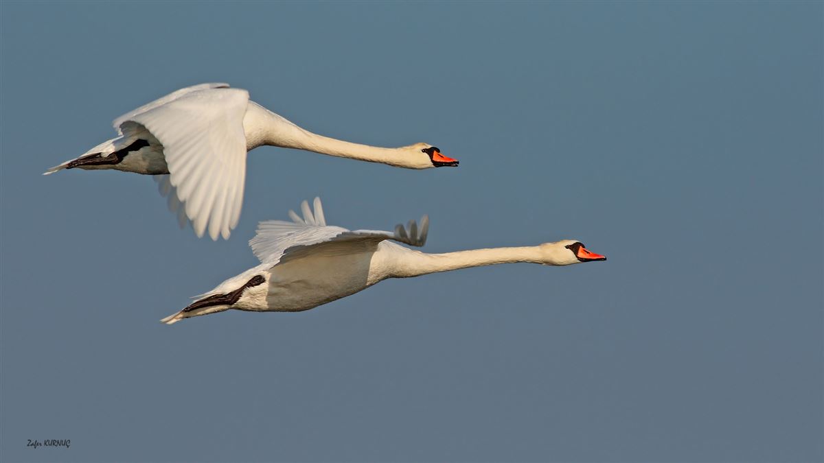 Mute Swan