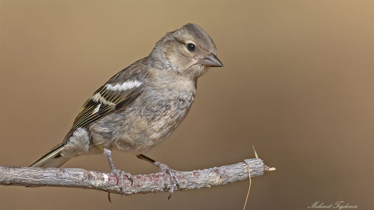 Eurasian Chaffinch