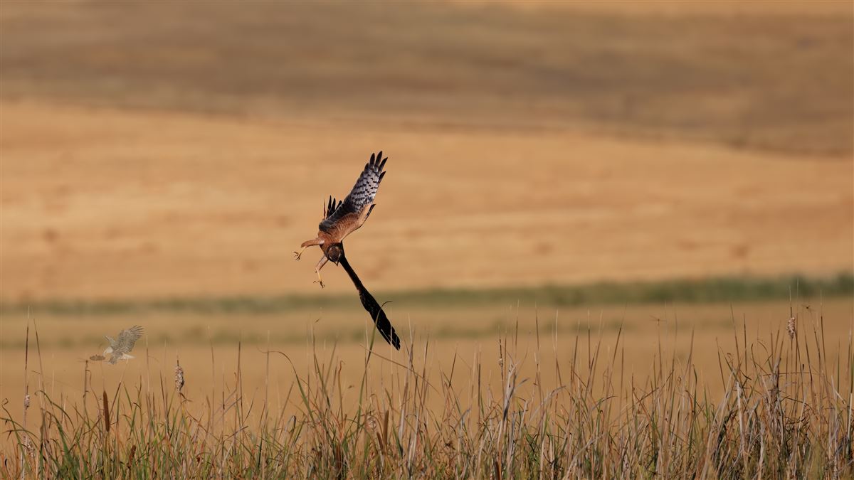Montagu`s Harrier