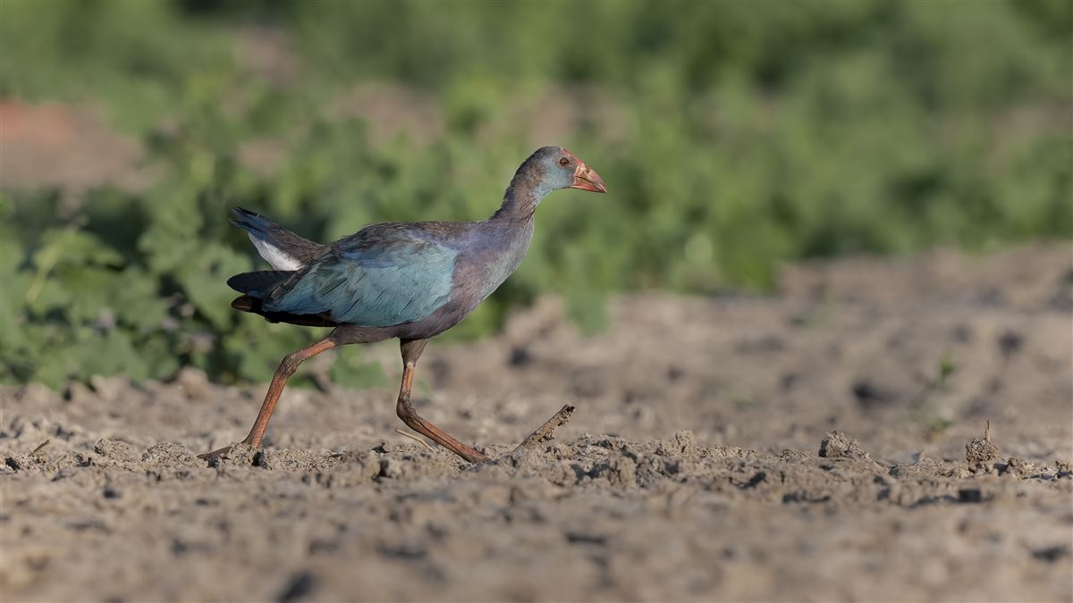 Grey-headed Swamphen