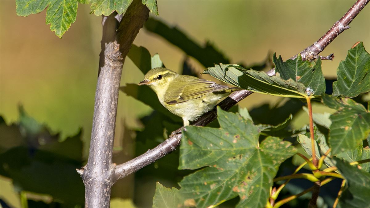 Green Warbler
