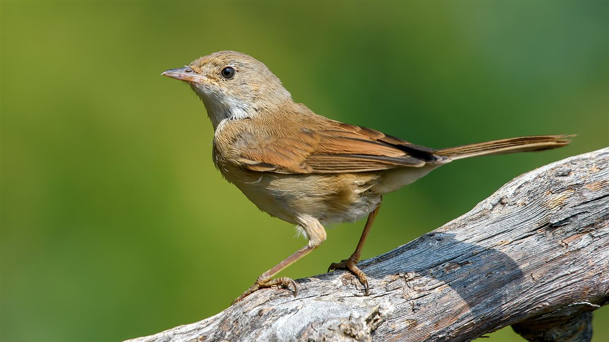 Common Whitethroat