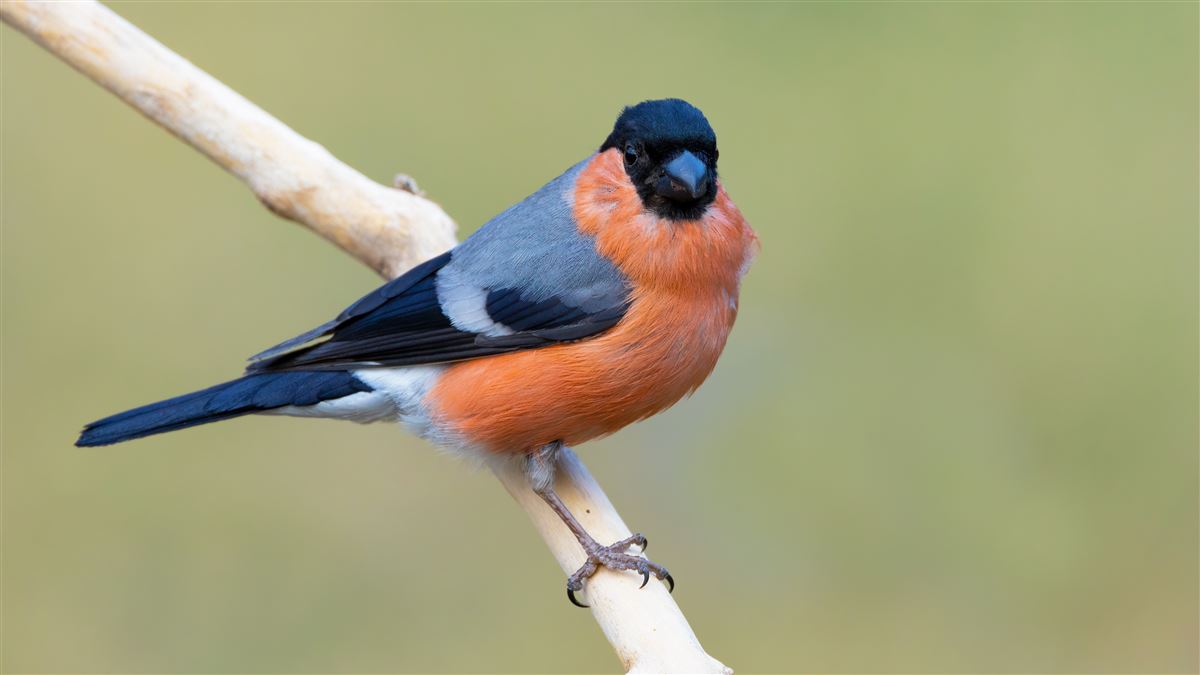 Eurasian Bullfinch