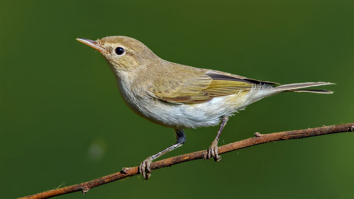 Eastern Bonelli`s Warbler