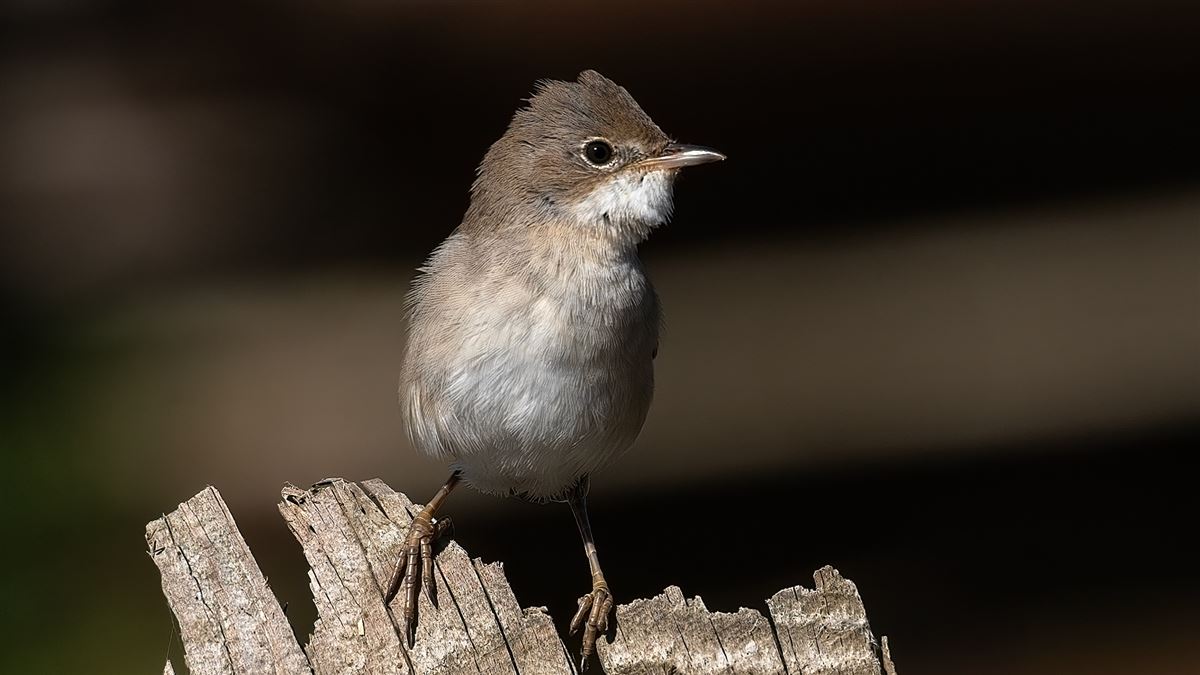 Common Whitethroat