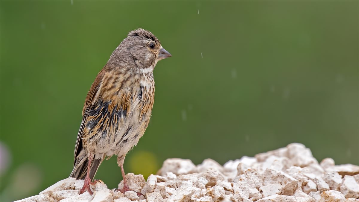 Common Linnet