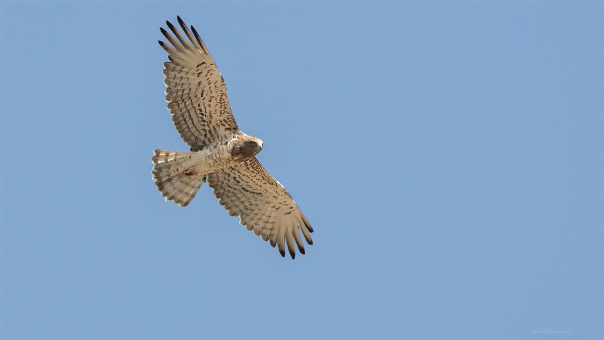 Short-toed Snake Eagle