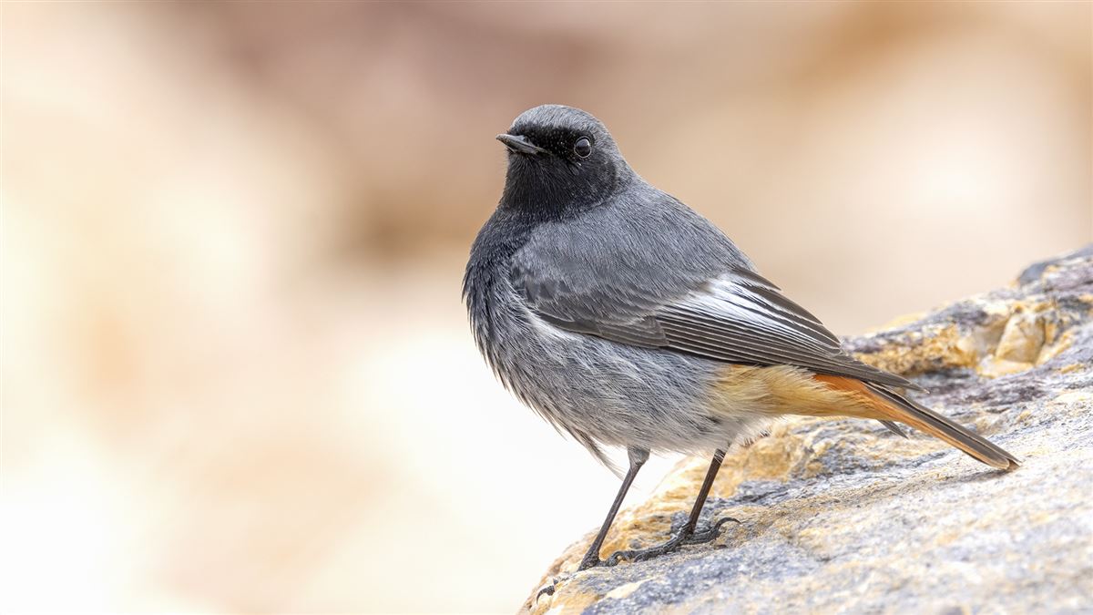 Black Redstart