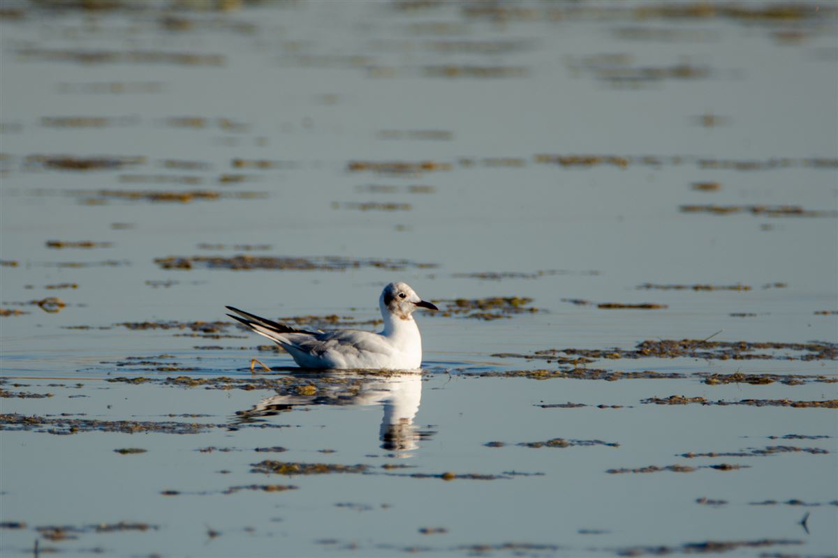 Black-headed Gull