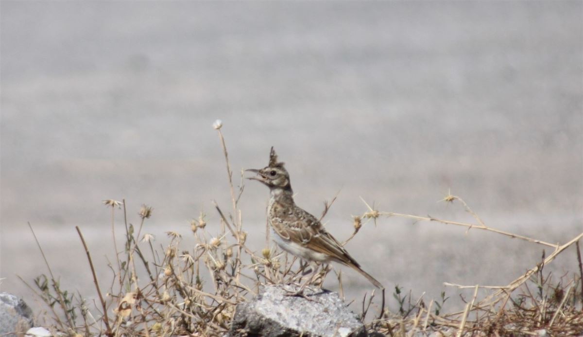 Crested Lark