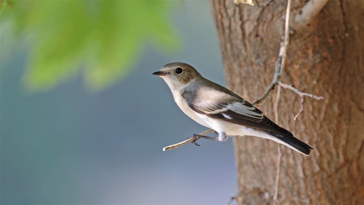 Collared Flycatcher