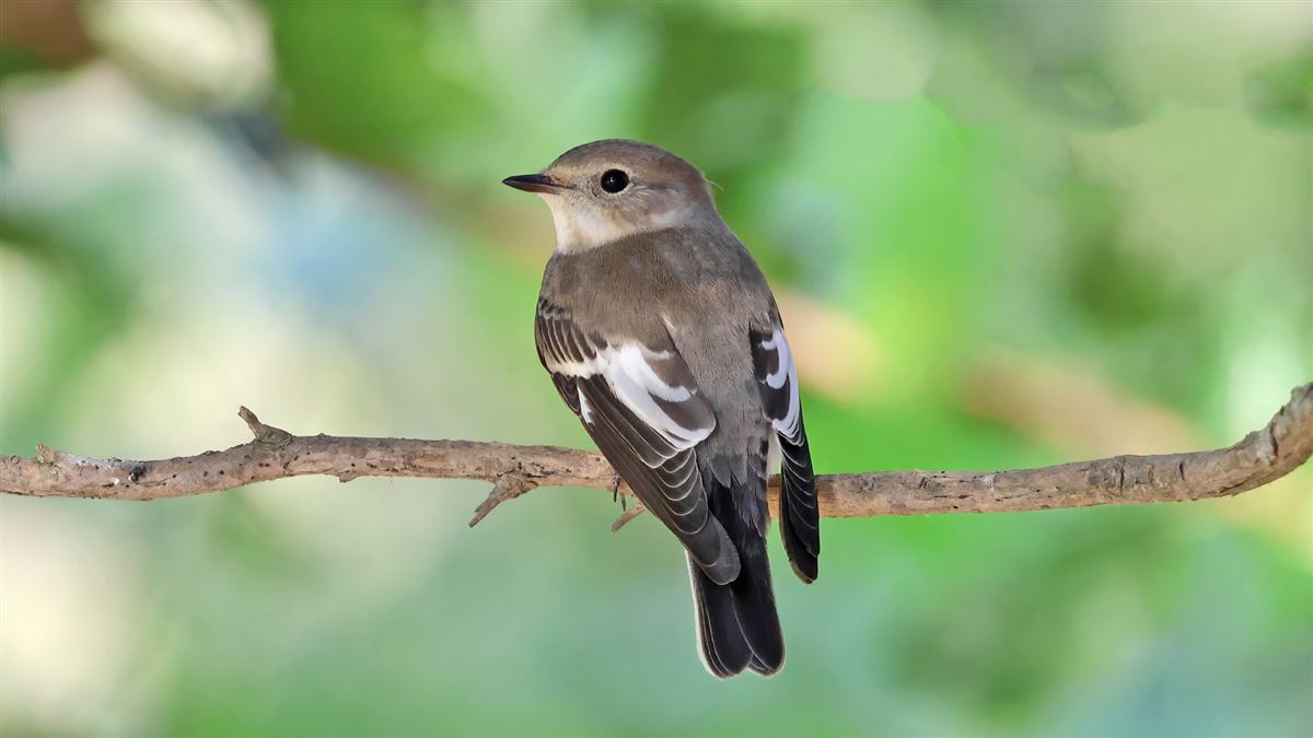 European Pied Flycatcher