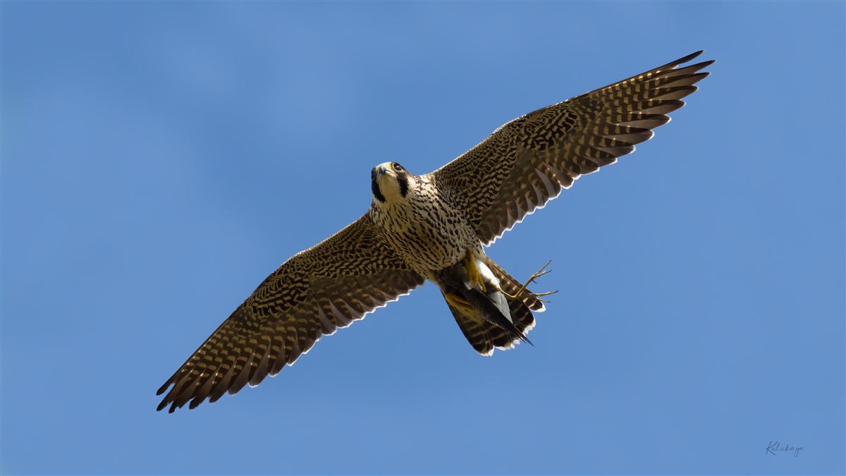 Peregrine Falcon