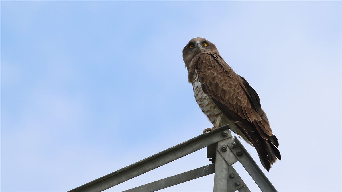 Short-toed Snake Eagle