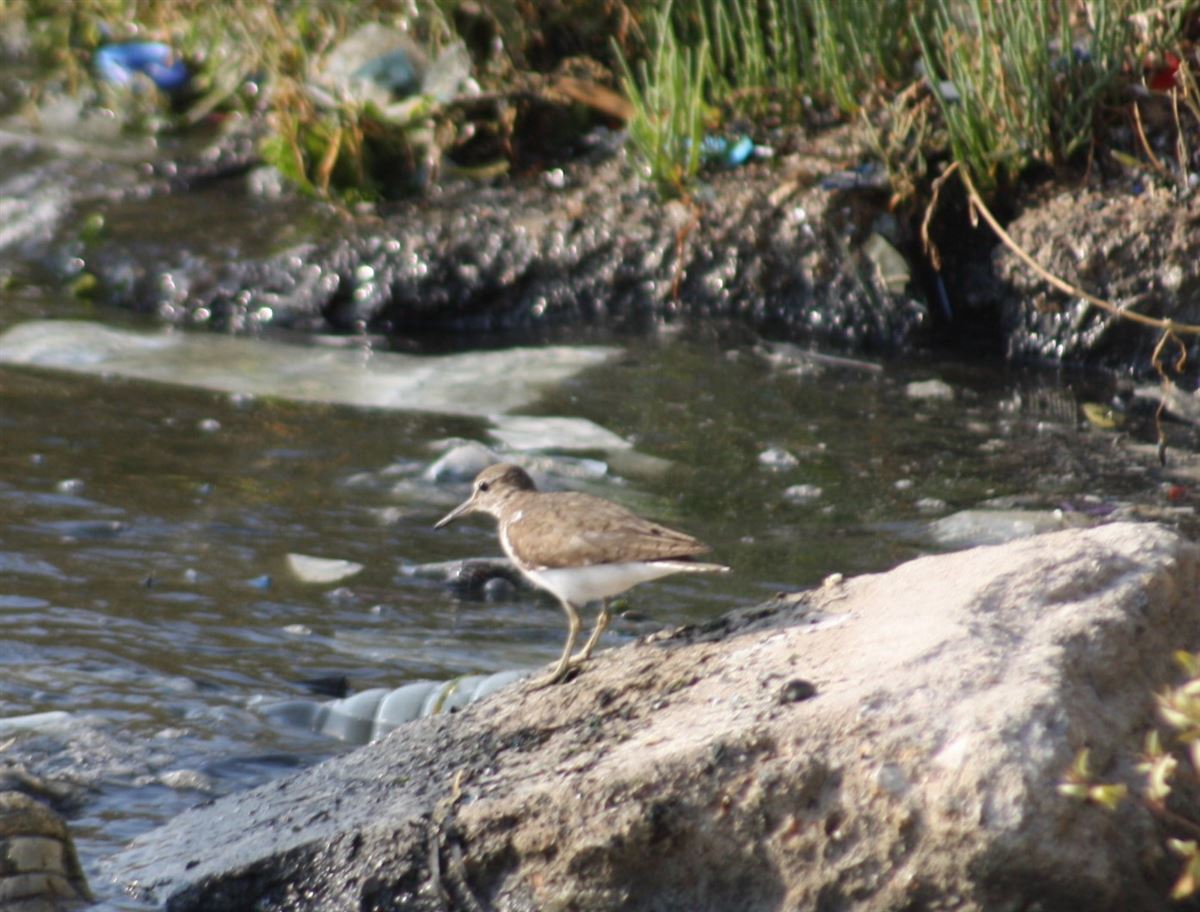 Common Sandpiper