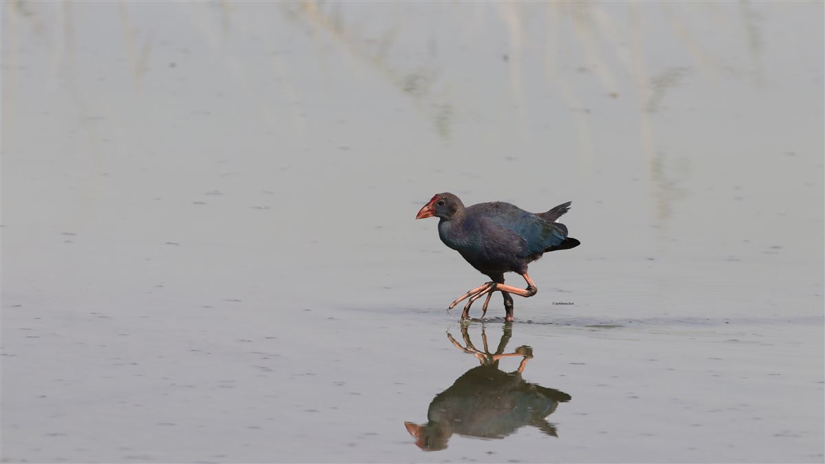 Grey-headed Swamphen