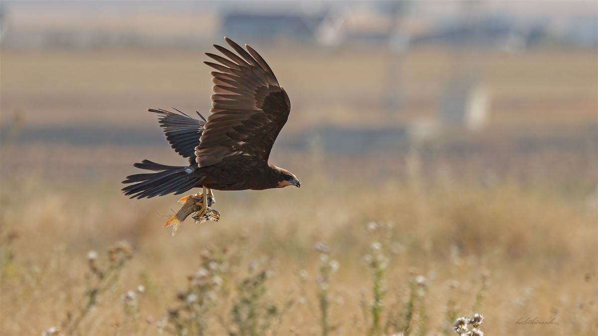 Western Marsh Harrier