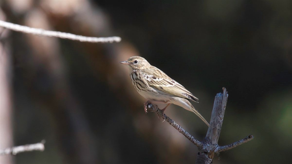 Tree Pipit