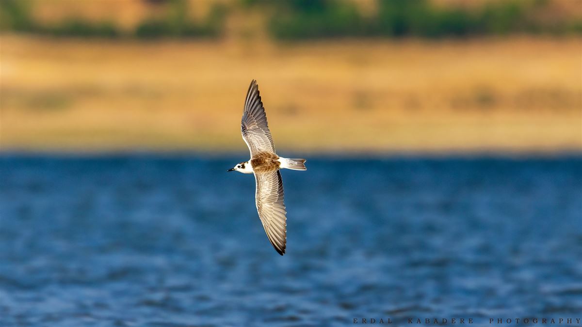 White-winged Tern
