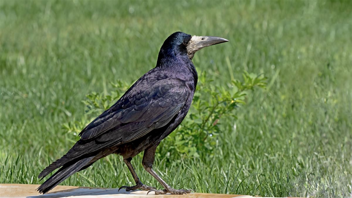 Rook