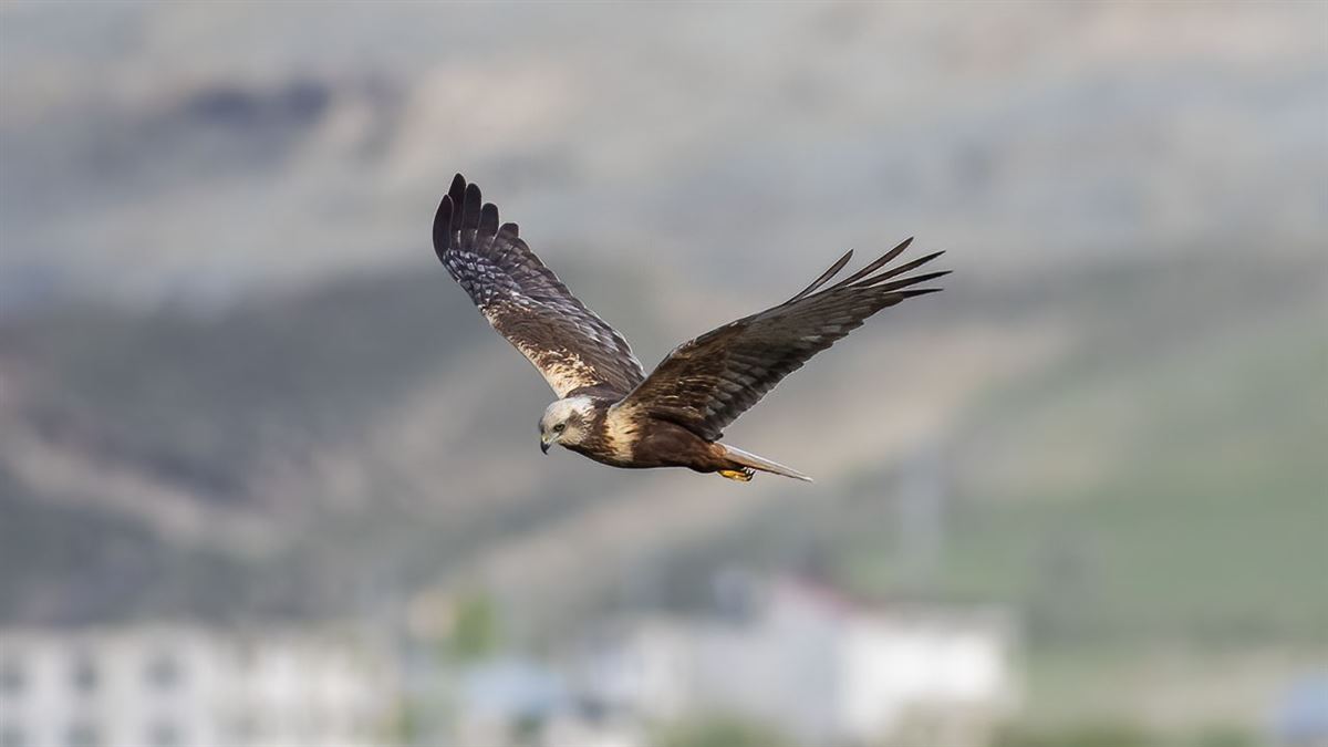 Western Marsh Harrier
