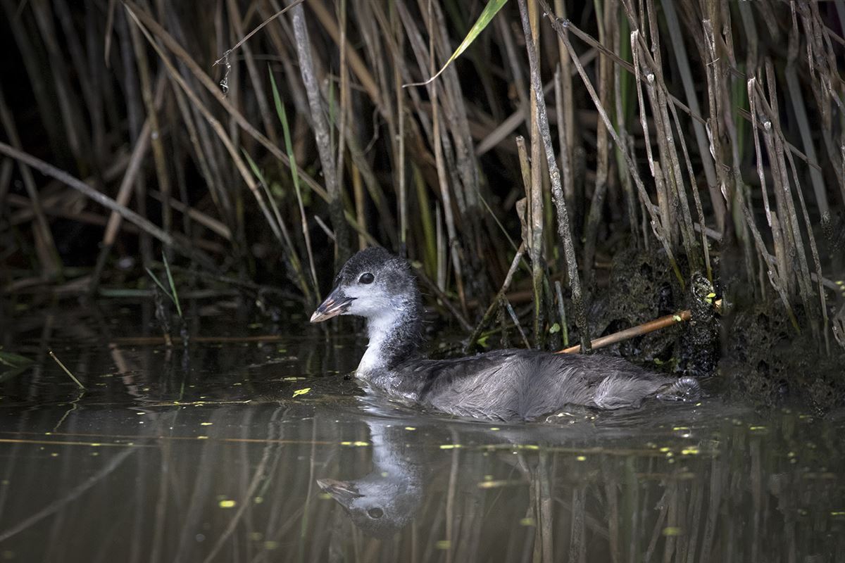 Eurasian Coot