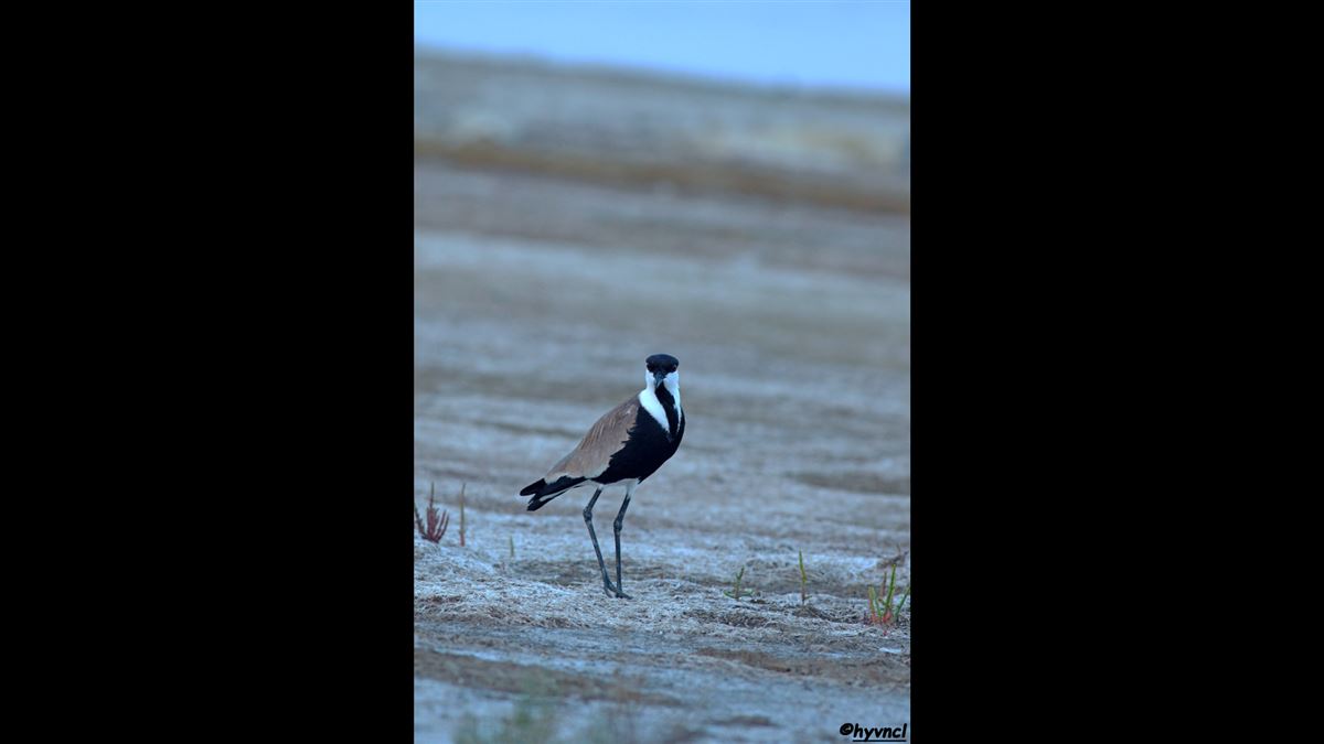 Spur-winged Lapwing