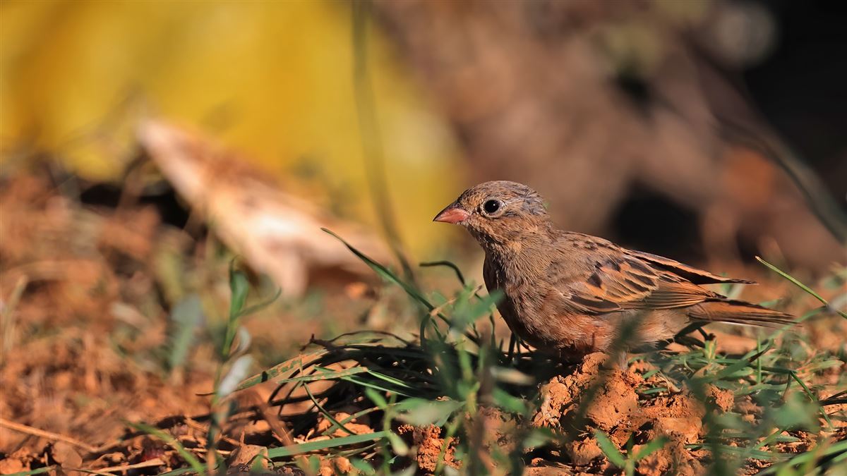 Cretzschmar`s Bunting
