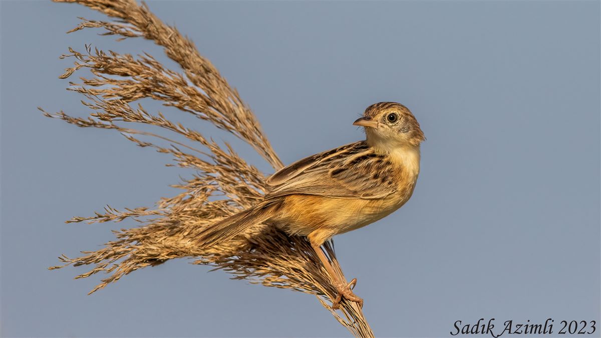 Zitting Cisticola