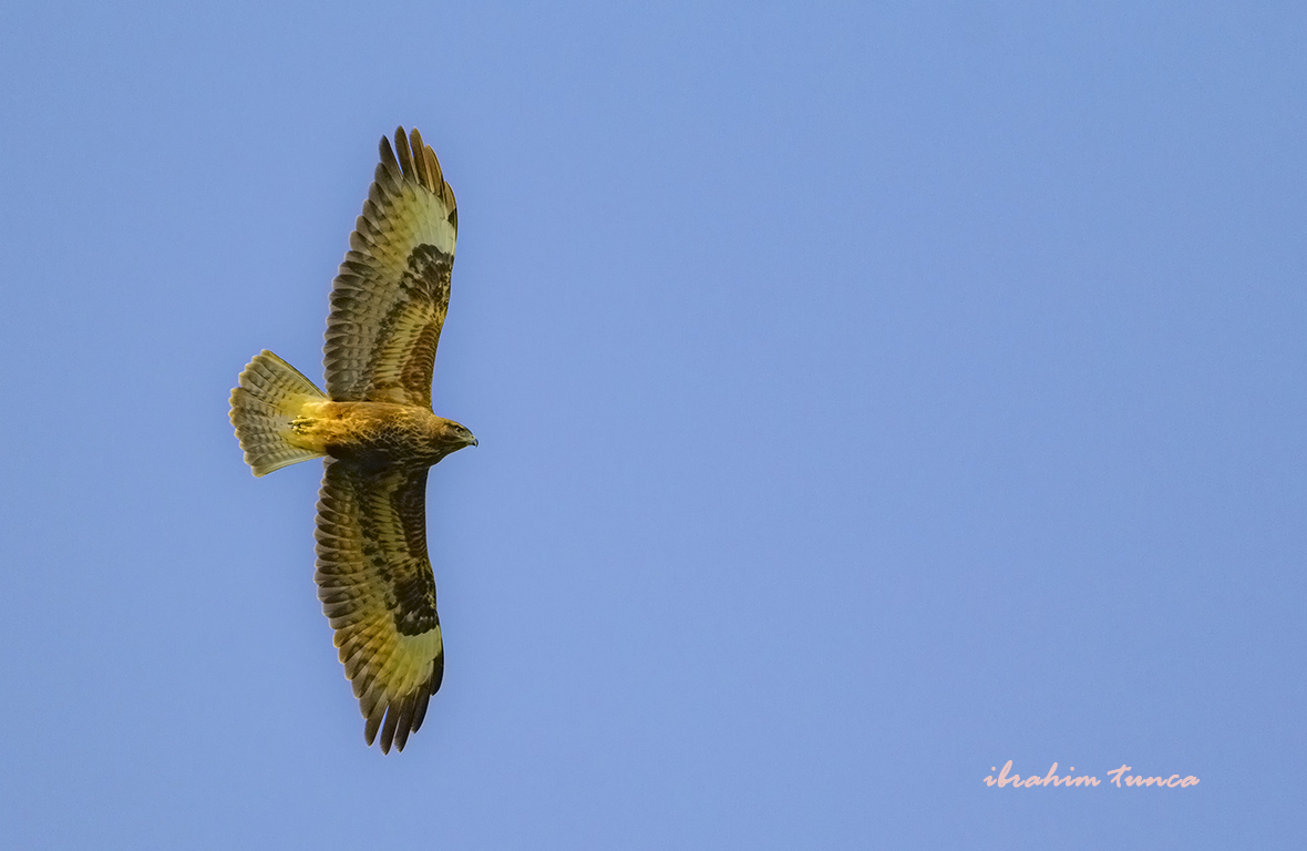 Common Buzzard