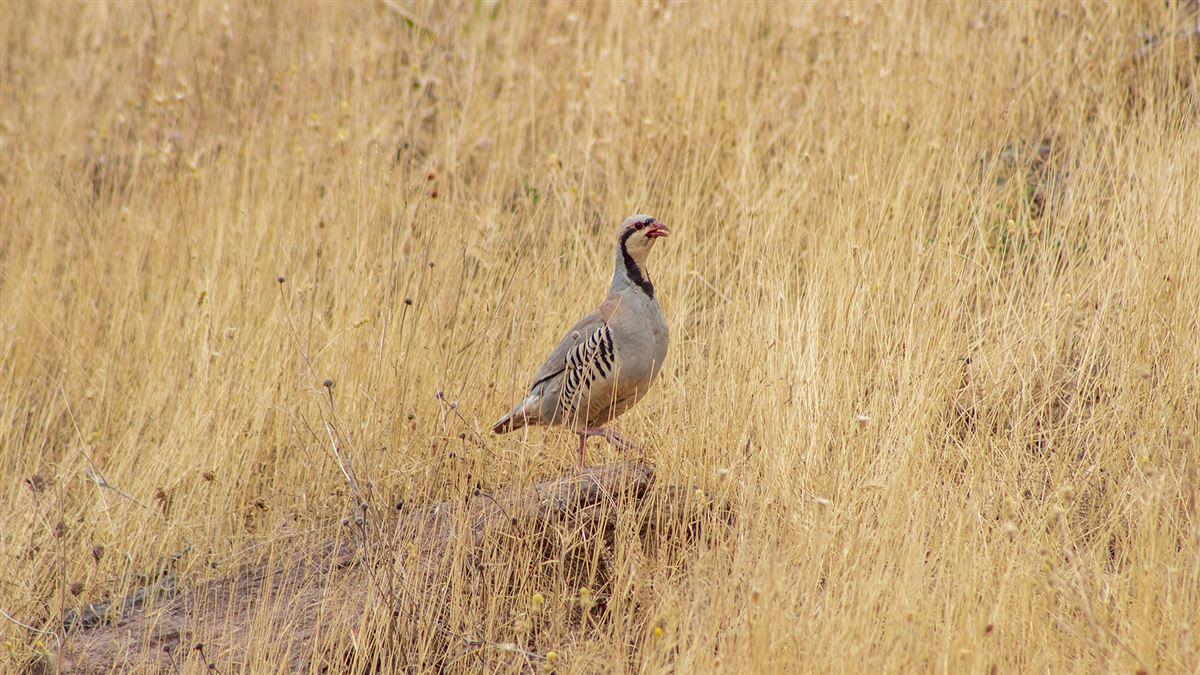 Chukar Partridge