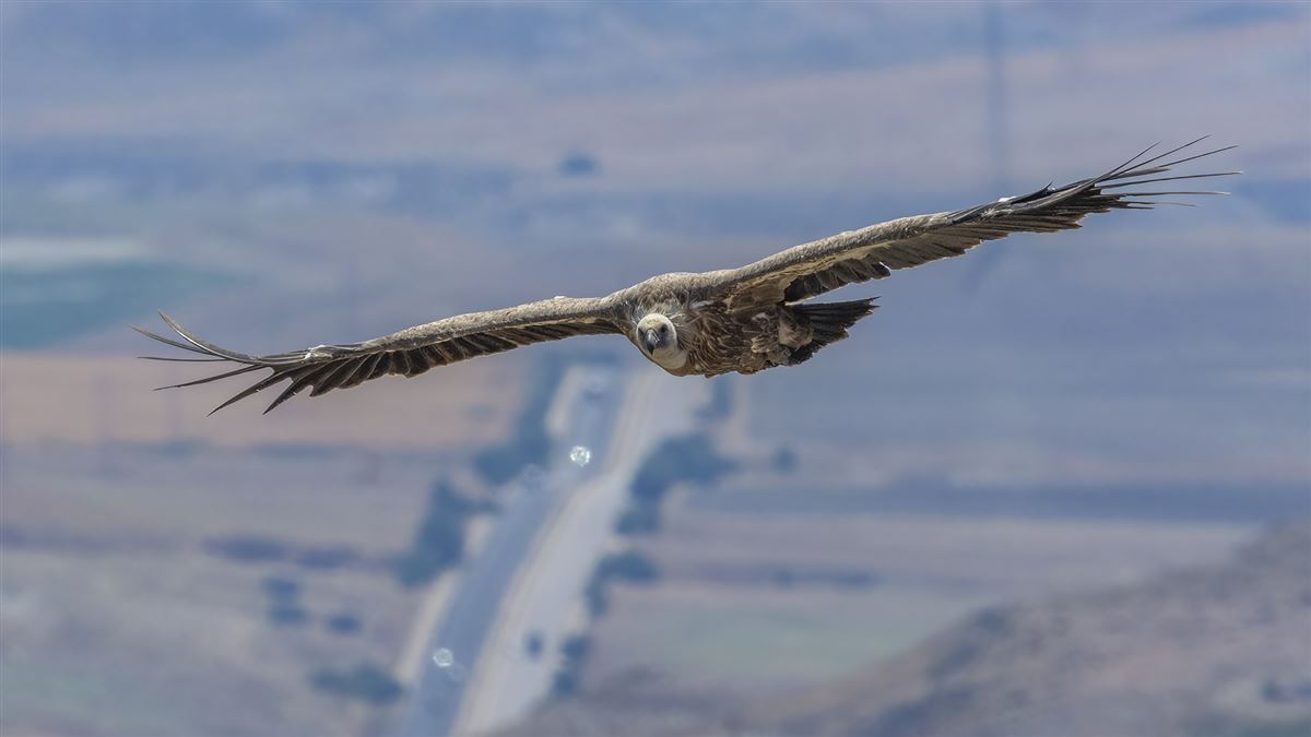 Griffon Vulture