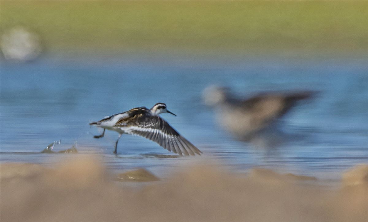Red-necked Phalarope