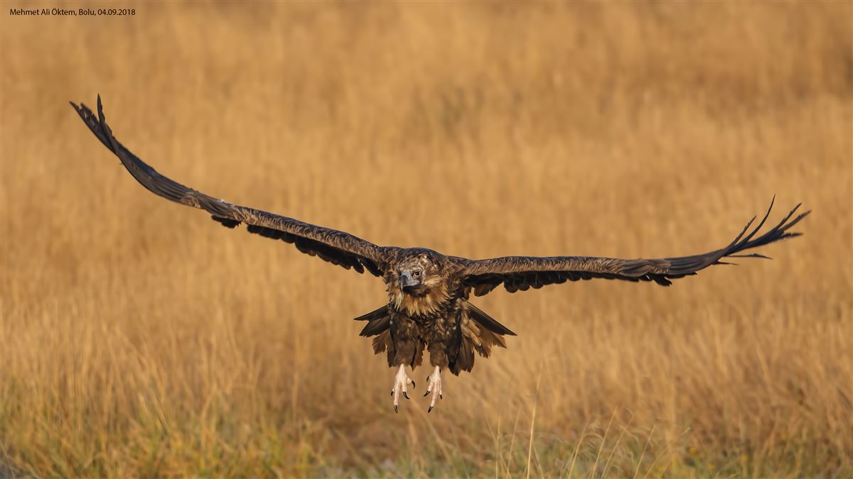 Cinereous Vulture