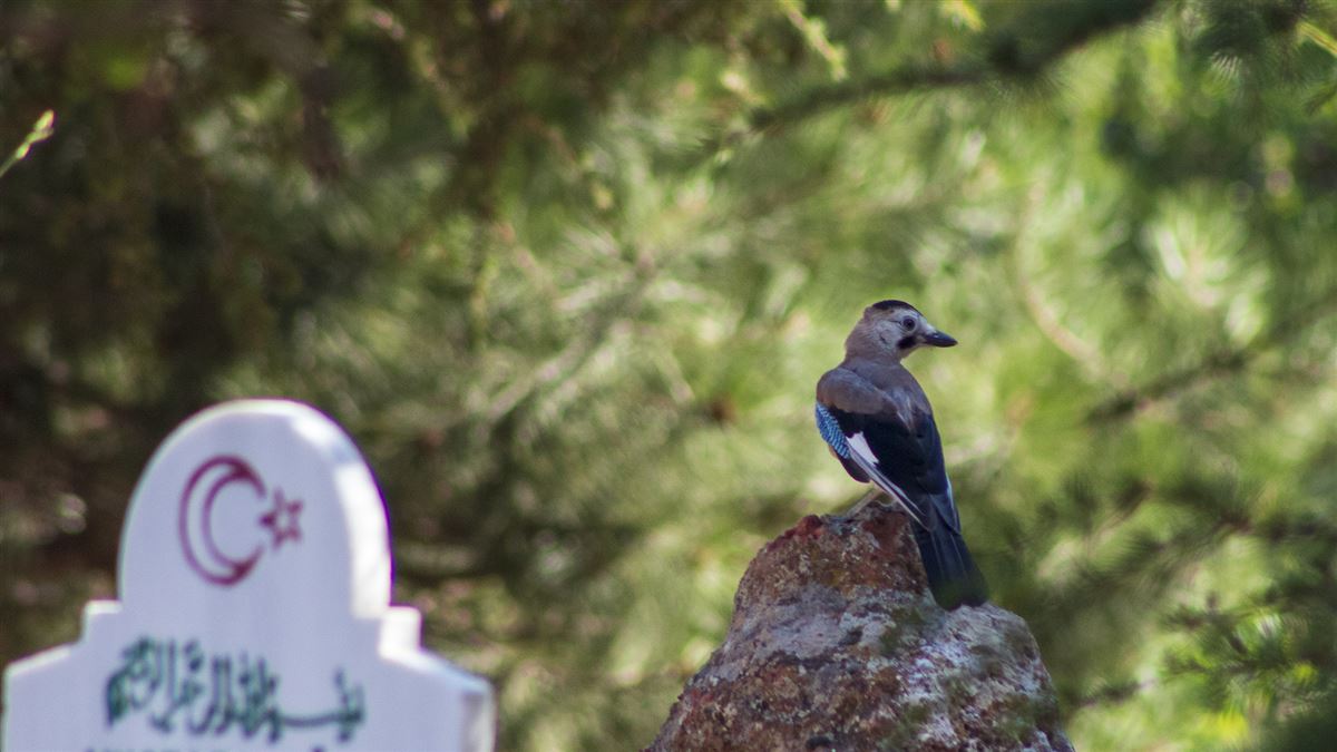 Eurasian Jay